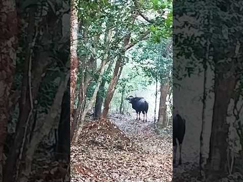 Glimpses of malenadu #india #nature #malnad #trending #new #shorts #youtubeshorts #youtube #like #me