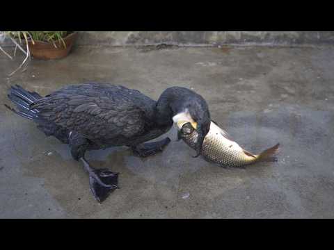 Cormorant eating a 50cm carp