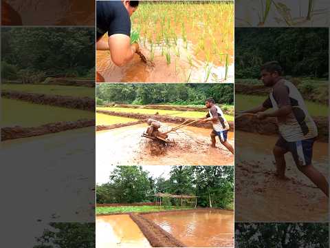 काळ्या काळ्या मातीत❤️ | कोकणातील भात लावणी | कृष्णाई गझने