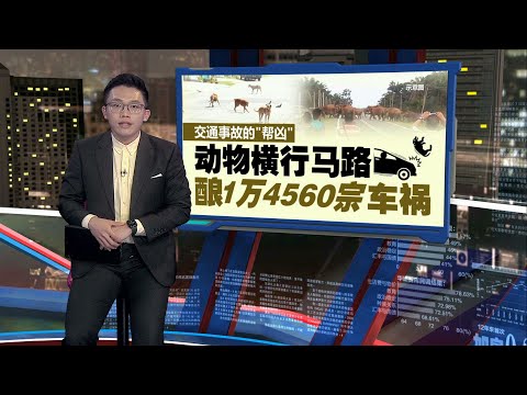 去年109人无辜丧命   动物横行马路酿1万4560宗车祸｜新闻报报看 11/01/2025