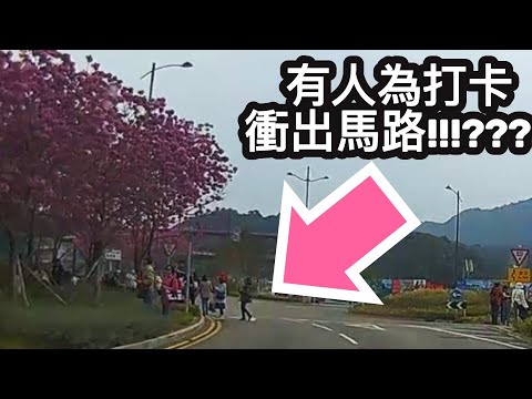 [香港街拍 | 西沙路新景點] 有人為打卡衝出馬路!!!?????? 一字排開夢幻粉色花海！紅花風鈴木提早開花！西沙路Go Park外成熱門打卡景點！