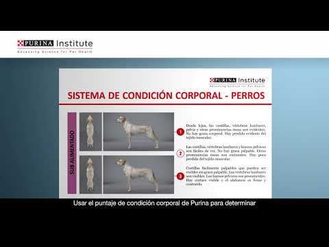 El sistema de condición corporal de purina para perros