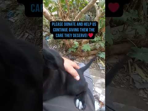 Help these puppies!