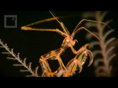 Extreme underwater macro - filming with Nauticam SMC-2 (4X Magnification)