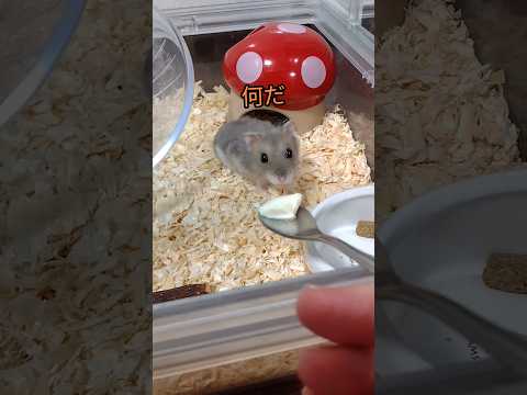 ハムスター初めてのおやつ（ピク）#ハムスター #おやつ#可愛い#癒し#ハムスター好き #cuteanimal #hamsters