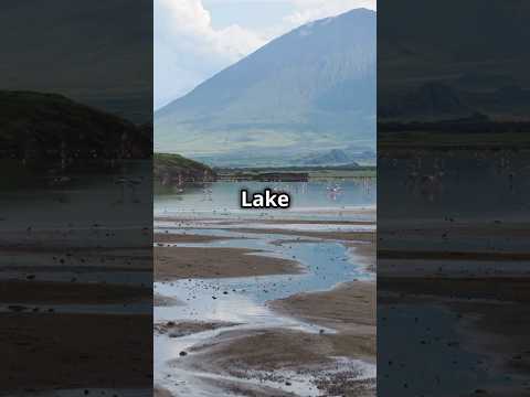 Lake Natron: The Lake That Turns Animals to Stone! #shorts #deadly #mystery #trending #viralvideo