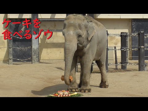 アジアゾウの美都（推定51歳）、ケーキを美味しそうに食べる 京都市動物園【京都/2022/3/10】