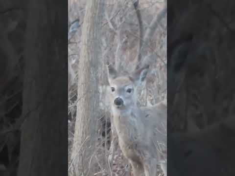 Looked at By Deer #deer #wildlife #nature #animals