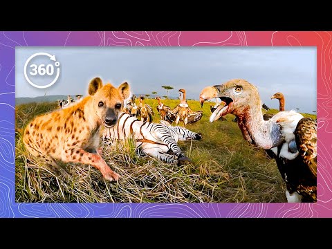 The Grim Meal: Hyenas and Vultures Chomp on a Zebra Carcass