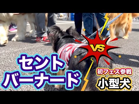 ドッグフェスティバル☆初参戦！犬の性格ってみんな違うんですね^_^／ロングコートチワワ ブラックタン／子犬の飼い方育て方／子犬の成長記録／ペットおもしろ動画／可愛いチワワの映像【暴れん坊 大吉】