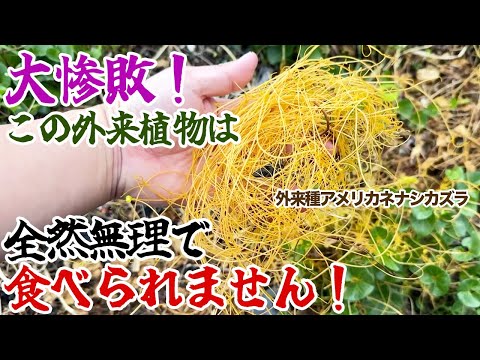 大惨敗！この外来植物は全然無理で食べられません！