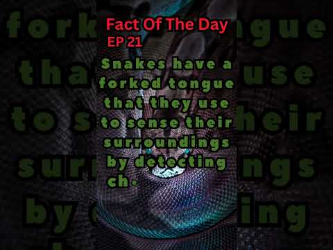 Fact Of The Day| Ep 21| Snake's Forked Tongue #shorts #trending #snake #fork #tongue