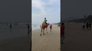 India. Camel ride alonge the seashore.