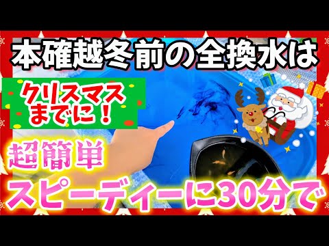 【メダカ】本確越冬前の全換水はクリスマスまでに❗🎅🏻🎄超簡単スピーディーに30分で🐟水換えのタイミングはどんな時❓#めだか#飼育#越冬#屋外飼育#ビオトープ#グリーンウォーター#クリアウォーター