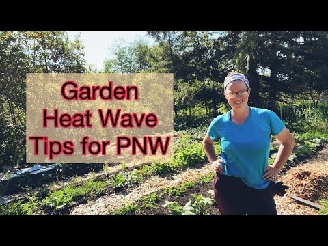 Tips to help Your Garden Survive The Heat Wave | PNW Zone 8b