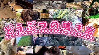 どうぶつの鳴き声と名前・実写動画