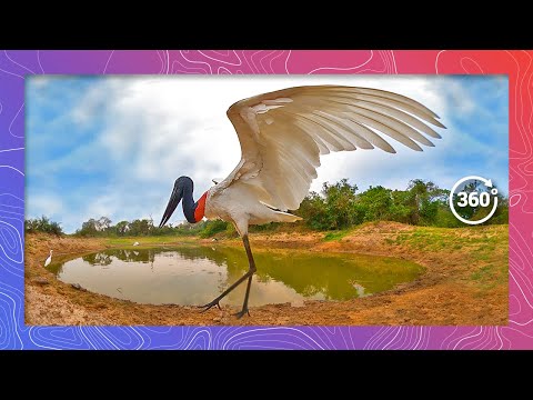 Jabbering Jabiru Storks: A Sight to Behold as they Fish and Socialize