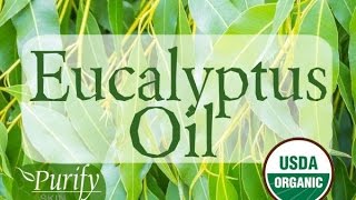 Eucalyptus Essential Oil ~ All You Ever Need To Know