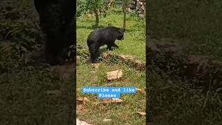 BLACK BEAR#viral #youtubeshorts #short  #indiaZoo #blackbear Happy Sunday#foryou