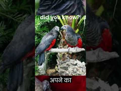 Unveiling the Mysterious Dracula Parrot! Only 20k Pairs Exist?!#RareSpecies #facts #Wildlife Wonder"