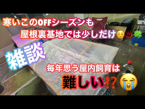 (メダカ)毎年難あり屋内飼育😅⁉️今年はあれを使ってみてます。みなさんは？？？🍀雑談🍀