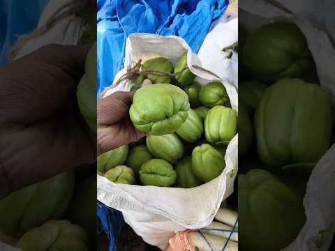 Chayote