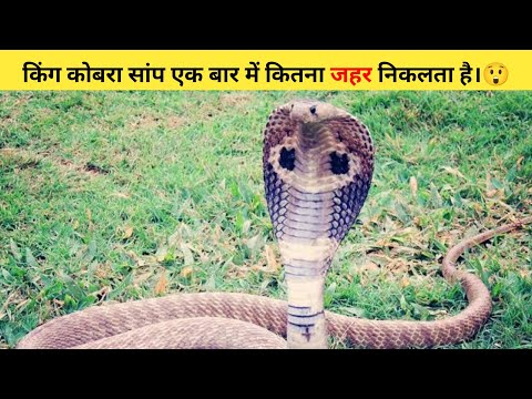 किंग कोबरा सांप एक बार में कितना जहर निकलता है।😲 #shorts #kingcobra  #ytshort