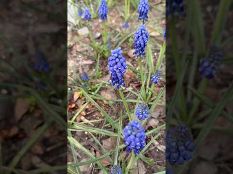 무스카리(muscari 葡萄风信子) 꽃말: '희망'