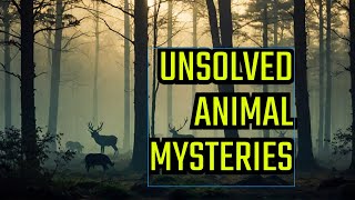 Mysterious Animal Kingdom Secrets Revealed!