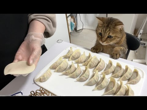 餃子を大量生産していたら猫が料理を仕切りだして笑った