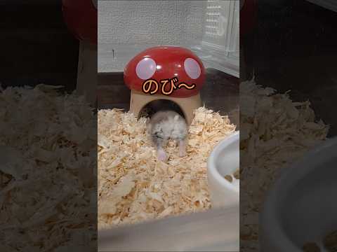 おしりが可愛いハムスター（ピク）#ハムスター #おしり #しっぽ#可愛い#癒し#hamsters #cuteanimal