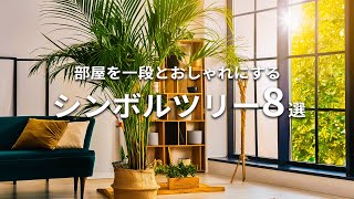 【育て方,どんな部屋に合うかも解説】これを飾ればよりおしゃれな部屋に！育てやすい&リビングに飾りたい大きめ観葉植物8選 | シンボルツリー | 観葉植物初心者にもおすすめ