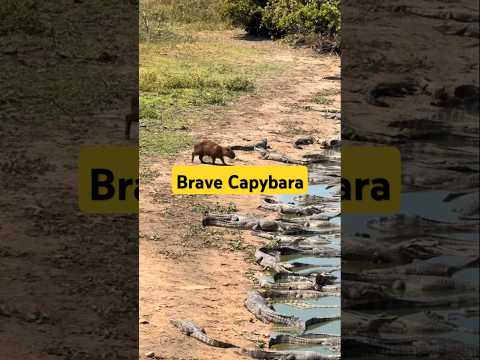 Brave Capybara #BraveCapybara #WildlifeDrama #NatureShowdown #FearlessCapybara #PredatorVsPrey