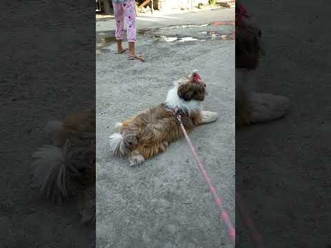 Asong gala #shortsvideo #youtubeshorts #shorts #fyp #shitzu #contentcreator #youtube #dogsofyoutube