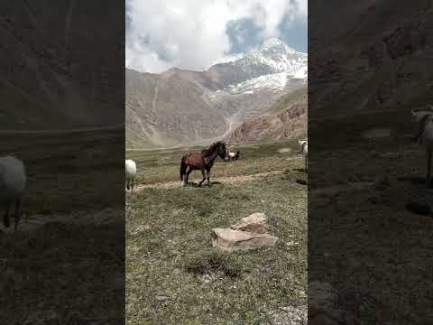 The Enchanted Himalayan Village Where Animals Are Family