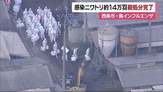 ニワトリ１４万羽あまり　鳥インフルエンザ発生の西条の養鶏場殺処分完了　関連施設は２０日頃目処【愛媛】 (24/12/16 19:00)