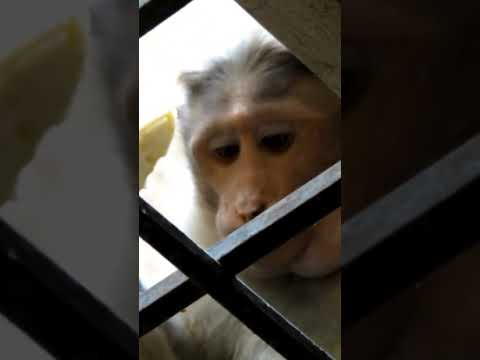 Monkey Eating Video|Cute Macaque #shorts#monkey #funnyanimal#funny#aap #macaco#shortsvideo #обезьяна