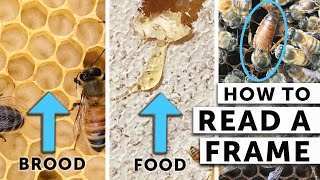 How to Read a Frame When Checking Your Bees | What the Beekeeper Does | Beekeeping for Beginners