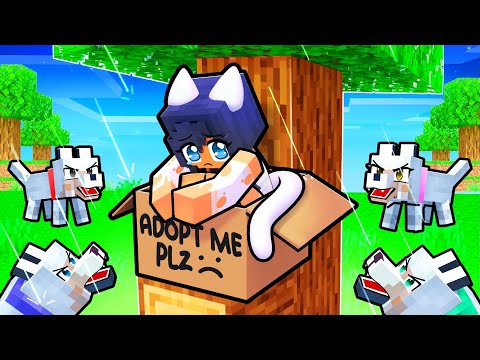 No one ADOPTED this KITTEN in Minecraft!