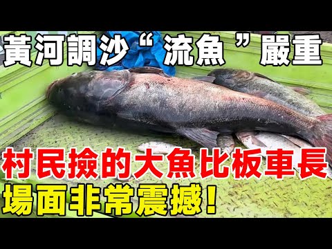 黃河調沙“流魚”嚴重，村民撿的大魚比板車長，場面非常震撼！#科普頻道 #科普