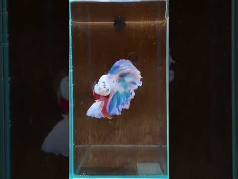 dancing Betta #betta