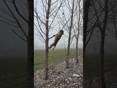 Belgian malinois persistence & determination #funnydogs