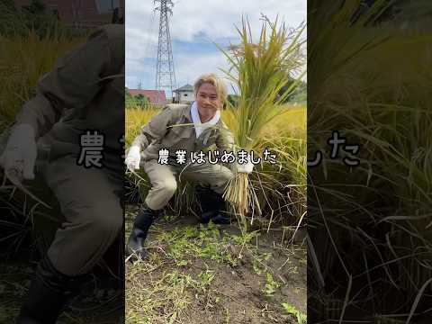 バズった田植えの動画から4ヶ月後…大きくなってたのでしっかり稲刈りしてきました。〜玉名市〜