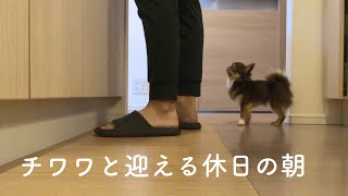 【モーニングルーティン】愛犬と迎える休日の朝／morning routine／チワワ