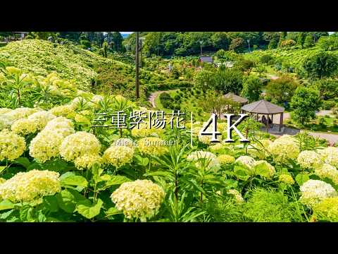 [Now is the best time to see them] Visit the hydrangeas in Kazahaya no Sato - JAPAN in 4K