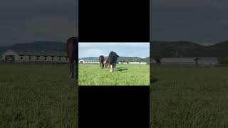 映りたがり　#アヴァンセヴェリテ23 #大樹レーシングクラブ #shorts #horse #馬 #かわいい