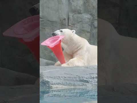 何か面白いことあるの？という顔した豪太 #ホッキョクグマ #男鹿水族館GAO #男鹿水族館