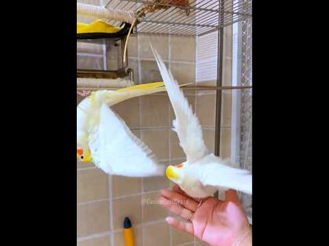 Adorable cockatiels = endless fun! 🥰🦜 #cockatielscraze #birdscharm