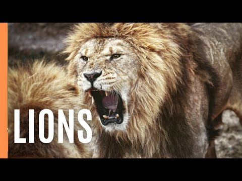 Lions On The Move - Ep. 1 | Full Episode