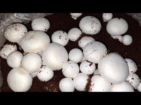 Mushroom farming in India Button Mushroom farming Agricultural farming #farmer